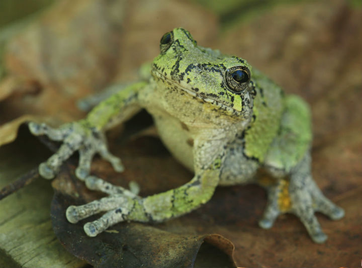 Gray Treefrog